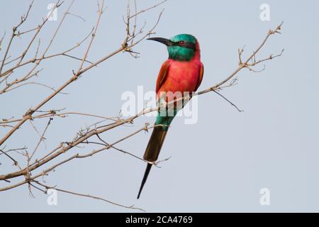 The northern carmine bee-eater (Merops nubicus or M. n. nubicus) is an African near passerine bird in the bee-eater family, Meropidae. Alternative com Stock Photo