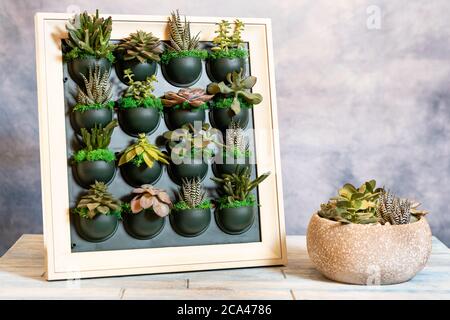 Succulents on the wall plate with terrarium in the ceramic pot Stock Photo