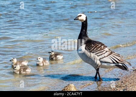 The barnacle goose (Branta leucopsis) belongs to the genus Branta of black geese. Stock Photo