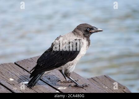 The hooded crow (Corvus cornix) (also called hoodie) is a Eurasian bird species in the Corvus genus. Stock Photo