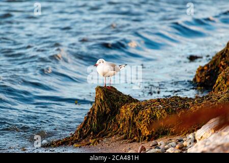 The common gull (Larus canus) or sea mew is a medium-sized gull that breeds in northern Asia, northern Europe, and northwestern North America. Stock Photo