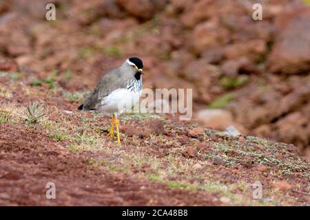 The spot-breasted lapwing (Vanellus melanocephalus) is a species of bird in the family Charadriidae. It is endemic to the Ethiopian highlands. Photogr Stock Photo