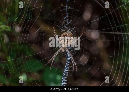 Argiope lobata, Lobed Orb Weaver Spider Stock Photo