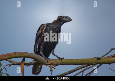 Thick-billed raven (Corvus crassirostris). This bird is the largest member of the raven family and is also the largest perching bird (Passeriformes) r Stock Photo