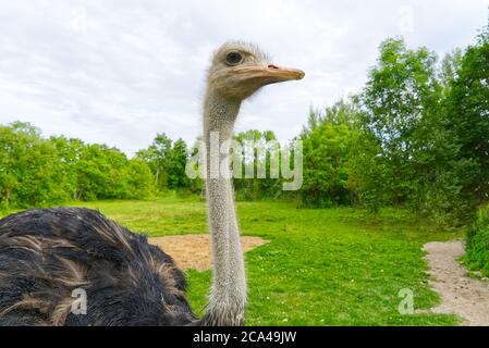 close up ostrich on green golf field. Strauss walking in nature, on green grass. Stock Photo