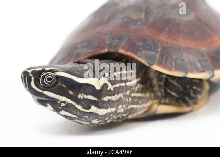 The Malayan snail-eating turtle (Malayemys macrocephala) is a species of turtle in Malayemys genus of the family Geoemydidae on white background Stock Photo