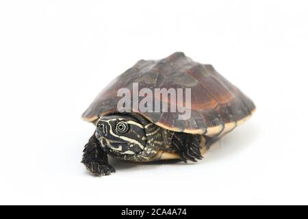 The Malayan snail-eating turtle (Malayemys macrocephala) is a species of turtle in Malayemys genus of the family Geoemydidae on white background Stock Photo