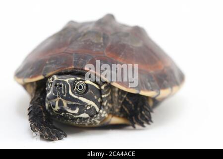 The Malayan snail-eating turtle (Malayemys macrocephala) is a species of turtle in Malayemys genus of the family Geoemydidae on white background Stock Photo