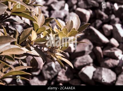 bush of Ficus microcarpa as the foreground of the many piece of rocks Stock Photo