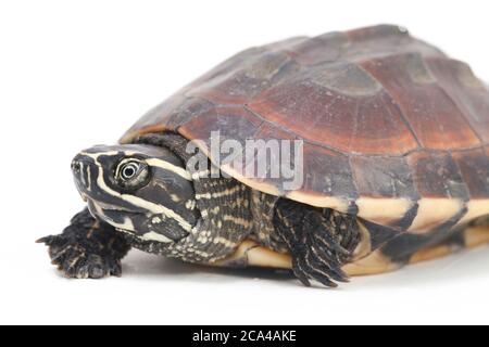 The Malayan snail-eating turtle (Malayemys macrocephala) is a species of turtle in Malayemys genus of the family Geoemydidae on white background Stock Photo