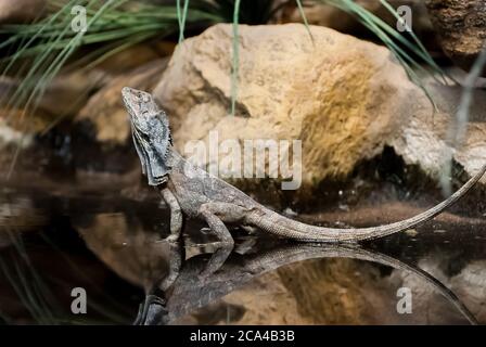 The frilled-necked lizard (Chlamydosaurus kingii), also known commonly as the frilled agama, frilled dragon or frilled lizard. Stock Photo