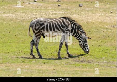 Zebras are several species of African equids (horse family) united by their distinctive black-and-white striped coats. Stock Photo