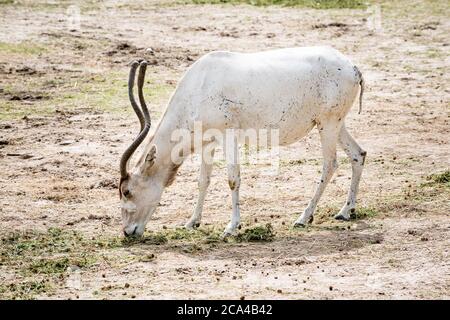 The addax (Addax nasomaculatus) is an antelope of the genus Addax, that lives in the Sahara desert. Stock Photo