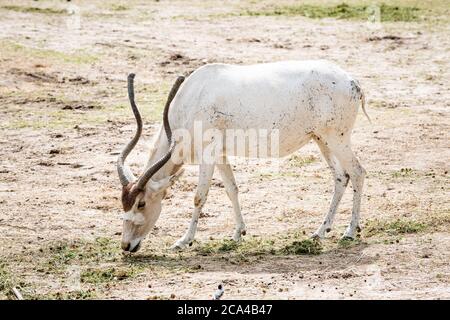 The addax (Addax nasomaculatus) is an antelope of the genus Addax, that lives in the Sahara desert. Stock Photo