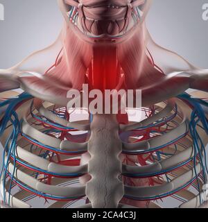 Human anatomy illustration. Chest, rib cage,vascular system. 3d illustration. Stock Photo