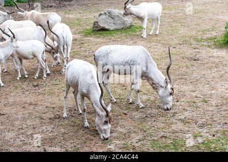 The addax (Addax nasomaculatus) is an antelope of the genus Addax, that lives in the Sahara desert. Stock Photo