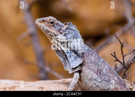 The frilled-necked lizard (Chlamydosaurus kingii), also known commonly as the frilled agama, frilled dragon or frilled lizard.