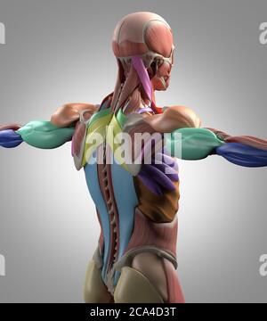 Back Muscles Blue Anatomy illustration of back muscle groups. Muscle groups shown in ...