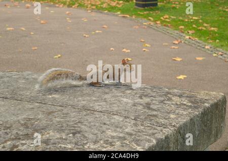 squirrel sitting on a concrete block Stock Photo