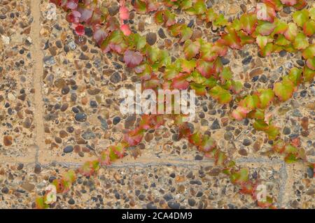green and read leaves of a vine growing on a concrete wall Stock Photo