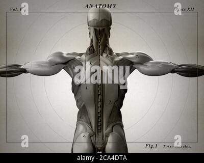 Anatomy illustration of back muscle groups. Muscle groups shown in ...