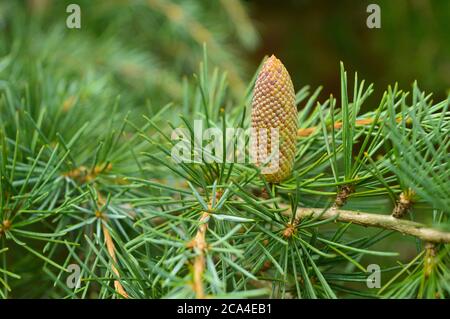 three pine cones with some in focus Stock Photo