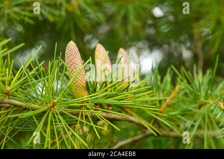 three pine cones with some in focus Stock Photo