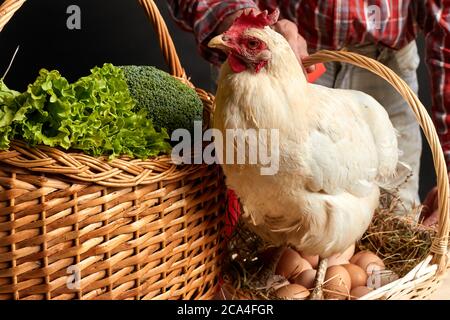 Studio shot of small hen, standing on basket full of fresh-laid eggs, near fresh vegetables, senior man hands holding basket on the background. Close Stock Photo