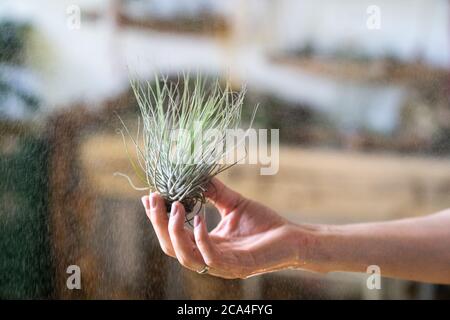 Close up of woman florist holding in her wet hand and spraying air plant tillandsia at garden home/greenhouse, taking care of houseplants. Indoor gard Stock Photo