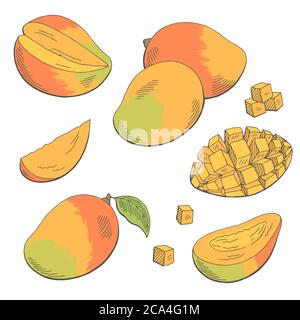 Mango fruit graphic color isolated sketch illustration vector Stock Vector