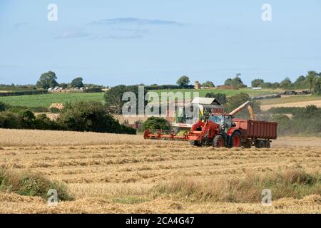 Winter Harvest combined harvester at work in field Dusty Sunny cloudy sky Fields Trees and houses in distance Landscape format Stock Photo