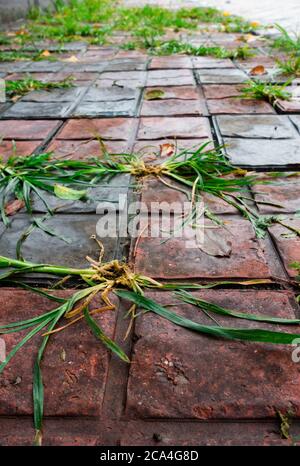 Wild grass patches on the footpath. Stock Photo