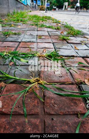 Wild grass patches on the footpath. Stock Photo