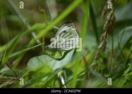 Green-veined white butterfly in undergrowth Stock Photo