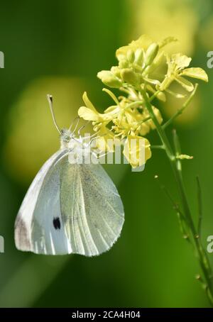 Small White butterfly on yellow flower