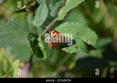small copper butterly on leaf Stock Photo