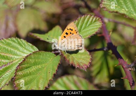 Small Copper resting on bramble Stock Photo