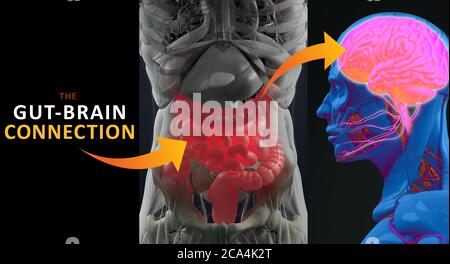 Gut-brain connection or gut brain axis. Concept art showing a connection from the gut to the brain. 3d illustration. Stock Photo