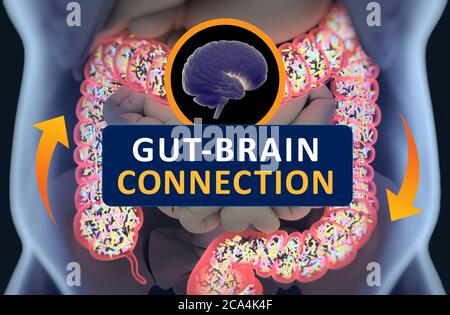 Gut-brain connection or gut brain axis. Concept art showing the health connection from the gut to the brain. 3d illustration. Stock Photo