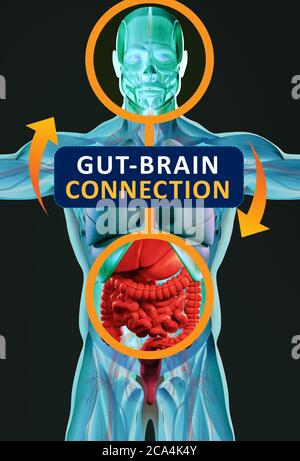 Gut-brain connection or gut brain axis. Concept art showing the health connection from the gut to the brain. 3d illustration. Stock Photo