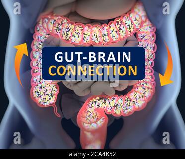 Gut-brain connection or gut brain axis. Concept art showing the health connection from the gut to the brain. 3d illustration. Stock Photo