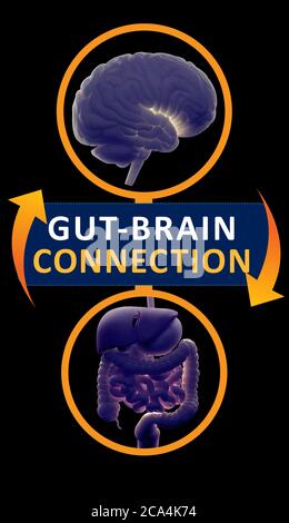 Gut-brain connection or gut brain axis. Concept art showing the health connection from the gut to the brain. 3d illustration. Stock Photo