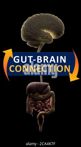 Gut-brain connection or gut brain axis. Concept art showing the health connection from the gut to the brain. 3d illustration. Stock Photo