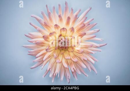 Macro shot of a beautiful, soft toned, yellow and pink Japanese  chrysanthemum flower against a baby blue coloured background. Spot light effect becau Stock Photo