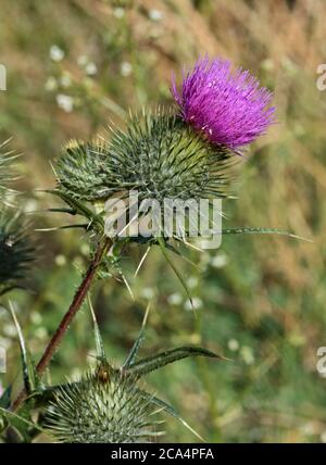 Spear Thistle (circium vulgare) Stock Photo