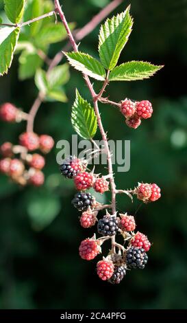 WIld Blackberries Stock Photo