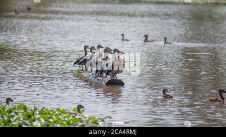 Lesser whistling ducks sitting together on a floating log Stock Photo