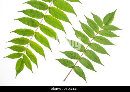 Juglans cinerea white walnut leaf on white Stock Photo