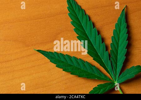 Cannabis leaf close-up top view. Weed marijuana plant flat lay with copy space Stock Photo