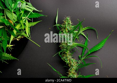 Medical Marijuana plant and cannabis leaves top view on black background Stock Photo